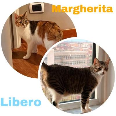 VENDO Gatti a Collegno &ndash; foto 1