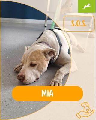 VENDO Cani a Inzago &ndash; foto 1
