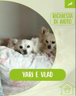 VENDO Gatti a Inzago &ndash; foto 1