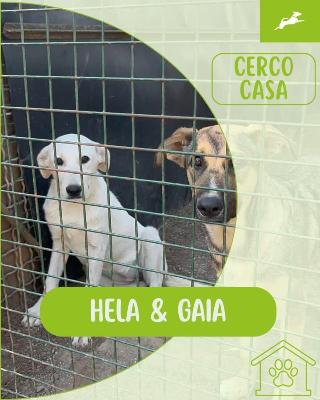 VENDO Gatti a Inzago &ndash; foto 1