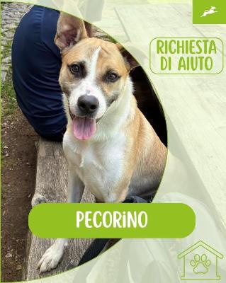 VENDO Cani a Inzago &ndash; foto 1