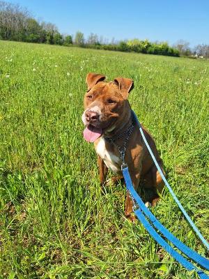 VENDO Cani a Ponzano Veneto &ndash; foto 1