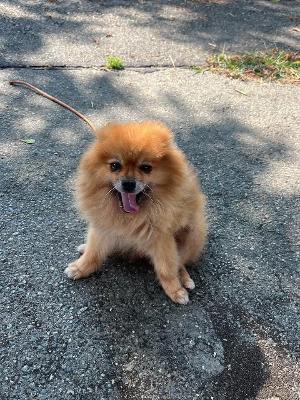 VENDO Cani a Alpignano &ndash; foto 1