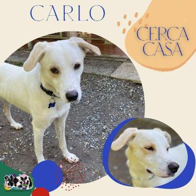 VENDO Cani a Alpignano &ndash; foto 1