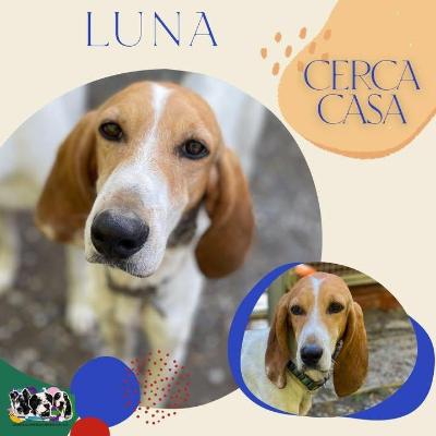 VENDO Cani a Alpignano &ndash; foto 1