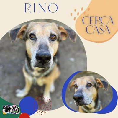 VENDO Cani a Alpignano &ndash; foto 1