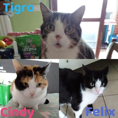 VENDO Gatti a Moncalieri &ndash; foto 1