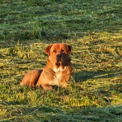 VENDO Cani a Moncalieri &ndash; foto 1