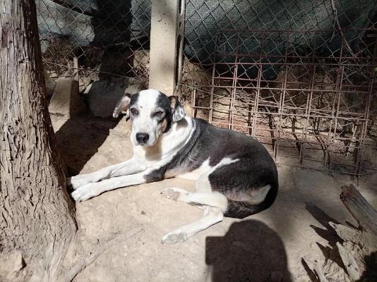 VENDO Cani a Perugia &ndash; foto 1