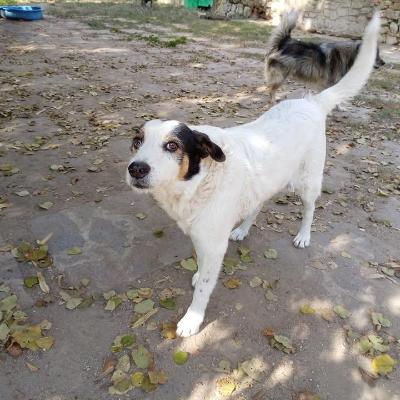 VENDO Cani a Perugia &ndash; foto 1