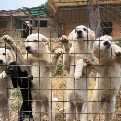 VENDO Cani a Perugia &ndash; foto 1