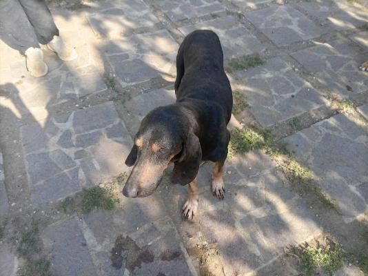 VENDO Cani a Perugia &ndash; foto 1