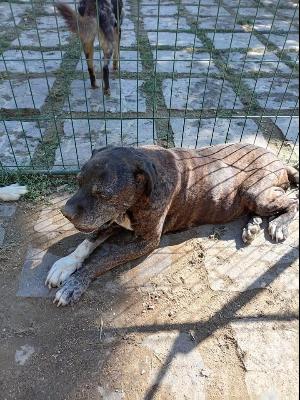 VENDO Cani a Perugia &ndash; foto 1