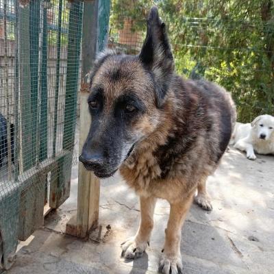 VENDO Cani a Perugia &ndash; foto 1