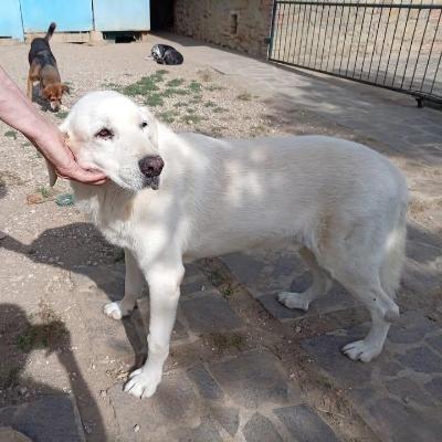 VENDO Cani a Perugia &ndash; foto 1
