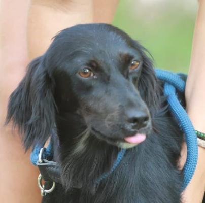 VENDO Cani a Gaggiano &ndash; foto 1