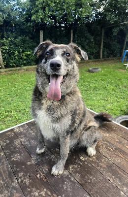VENDO Cani a Genova &ndash; foto 1