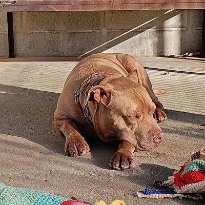 VENDO Cani a Genova &ndash; foto 1