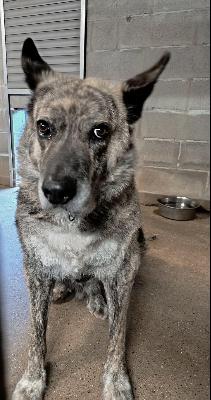VENDO Cani a Genova &ndash; foto 1